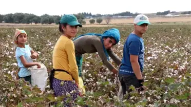 Tarım İşçisi 15 Bin Öğrenci, Okula 2 Ay Geç Başlayacak