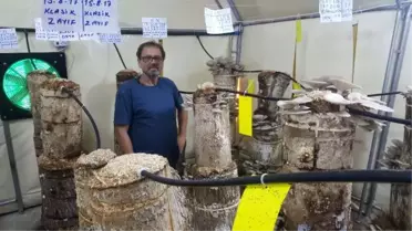 Kütükte Yetiştirdiği Mantarları, Kilosu 20 TL'ye Satıyor