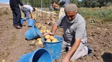 Patates Ekimi Yapan Çiftçilerin Pazar ve İşçi Sıkıntısı
