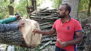 Çatak'ta Halk Sağlığını Tehdit Eden Kavak Ağaçları Kesiliyor