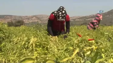Manisalı Biber Üreticileri Devletten Prim Bekliyor