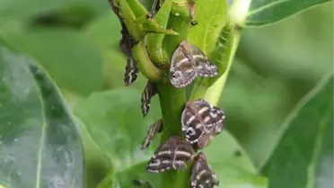 Rize'de 10 Yıldır Görülüyor Ama