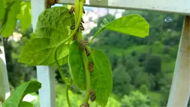 Vampir Kelebek'le Mücadelede İstenilen Hedefe Ulaşılamadı
