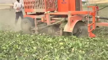 Muş'ta Pancar Alımları Sürüyor