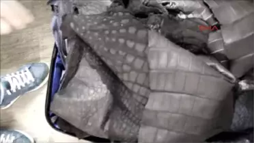 Atatürk Havalimanı'nda Yılan ve Timsah Derisi Yakalandı