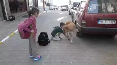 Yaralı Köpeğe Şefkat Gösteren Minik Mehmet, Altınla Ödüllendirildi