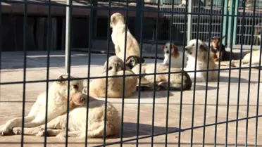 Hayvan Barınağında 408 Sahipsiz Köpek Tedavi Edildi