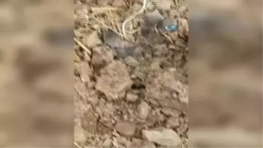 Sivas'ta Görülen Bu Canlı Şaşırttı