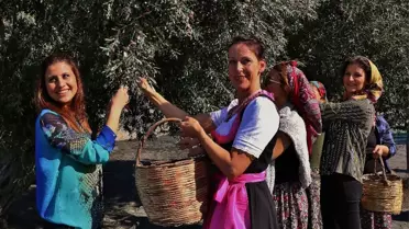 Gömeç'te '3. Geleneksel Gömeç Zeytin Hasat Şenliği' Coşkusu