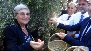 Prof.dr. Canan Karatay: Zeytin ve Zeytinyağı Tüketen Hastalanmaz