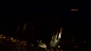 Adıyaman Besni'de Hafif Ticari Araç Devrildi: 8 Yaralı