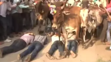 Bereket İçin Kendilerini İneklere Çiğneten Hindular'ın İlginç Görüntüleri
