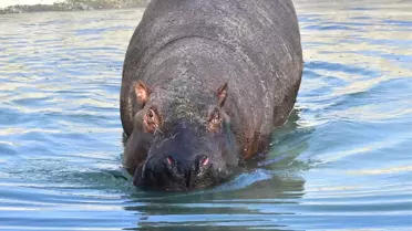 Berlin'de Doğan Su Aygırı Max, İzmirli Oldu