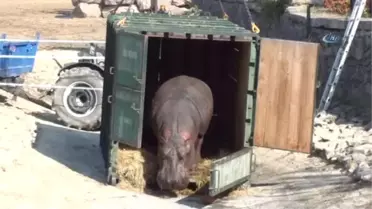Berlin'de Doğan Su Aygırı Max, İzmirli Oldu