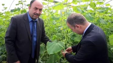 Genç Çiftçi Projesinde Serada Üretime Başlandı