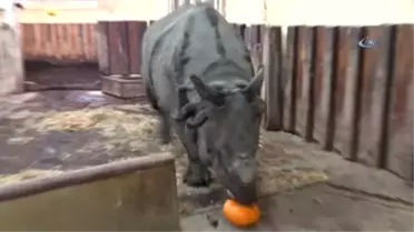 Hipopotam Jakub'un Cadılar Bayramı Keyfi