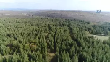 Kara Elmas' Trüf Mantarının Doğadan Toplanma Macerası Havadan Görüntülendi