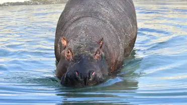 Berlin'de Doğdu, İzmirli Oldu