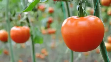 Rusya Kapısını 50 Bin Ton Türk Domatesi İçin Açıyor