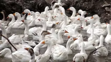 Üniversiteli Kübra, Köyünde Kaz Yetiştiriciliğine Başladı