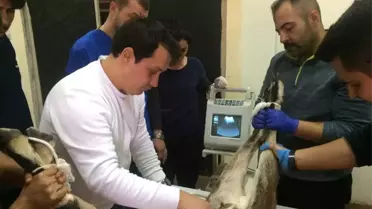 Yaban Dağ Keçisi, Yavrularına Kavuşmayı Bekliyor