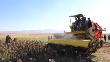 Çorum'da İkinci Ürün Hasadı