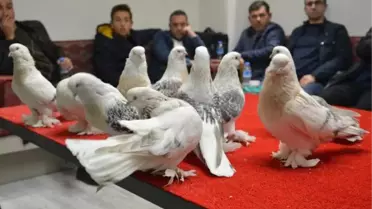 Bu Güvercinlerin Her Biri, Lüks Araba Değerinde