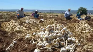 Türkiye'den Rusya'ya İlaç Sanayisinde Kullanılmak Üzere İlk Kez Sarımsak İhraç Edildi
