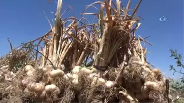 Türkiye'den Rusya'ya Antibiyotik Desteği