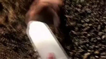 Kafası Plastik Şişeye Sıkışan Sansar Kurtarıldı