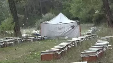 Çam Balında Hasat Yüzleri Güldürdü