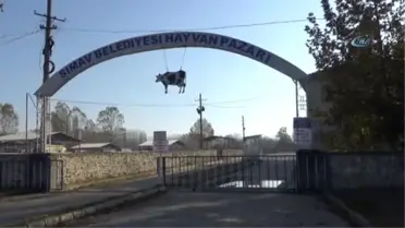 Simavlı Genç Çiftçilere Küçükbaş Hayvan Dağıtıldı