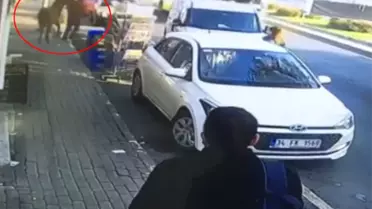 İstanbul'da Başıboş At Korkuttu