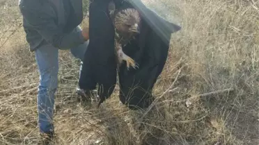 Kaçak Avcılar Kartal Vurdu