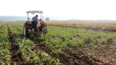 Iğdır'da Şeker Pancarı Hasadı