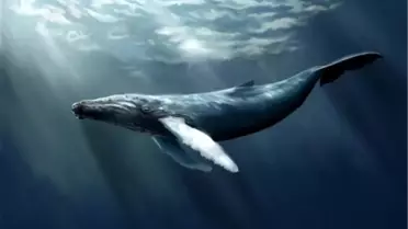 Mavi Balina Bu Kez Ordu'da Can Aldı!