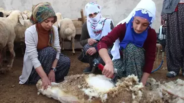 Elazığlı Kadınlar, Erkeklerin Elinden Koyun Kırkma İşini Aldı