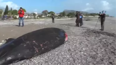 Antalya'da Kıyıya 5 Metrelik Ölü Balina Vurdu