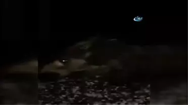 Kaza Sonrası Çarptığı Domuzun Başını Okşayıp Yaşananları Canlı Yayınla Anlattı