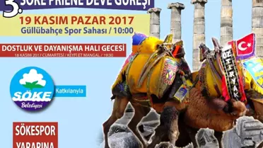 Söke'de Deve Güreşi Heyecanı Yaşanacak