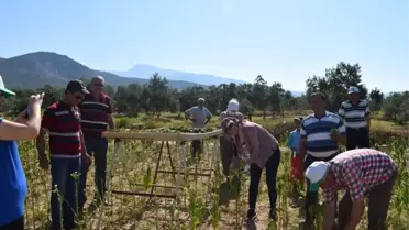 Bu Kaymakam Çömlek Yapıyor, Tütün Kırıyor