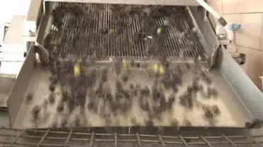 İzmir Emd'den, Torbalı Zeytin ve Zeytinyağı Hasat Şenliği'ne Destek