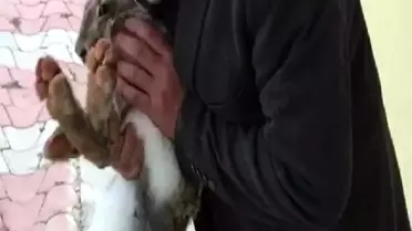Boş Havuzda Mahsur Kalan Yaban Tavşanını Kurtardı