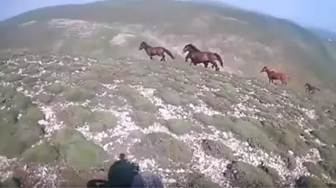 Dağda Karşısına Çıkan Yılkı Atlarıyla Yarıştı
