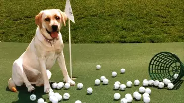 Golfçü işadamları CAN DOSTLARIMIZ için sahada