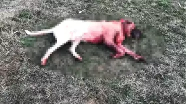 Köpek Dövüştürenlere 2 Bin 752'şer Lira Ceza