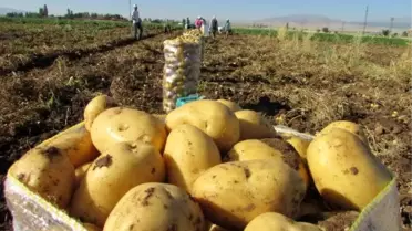Sandıklı'da Patates Ekim Alanları Azalıyor
