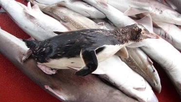 Yeni Zelanda'daki Sarı Gözlü Penguenler Ortadan Kayboluyor