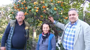 Kumyaka Narenciyesi Pazara Çıkıyor