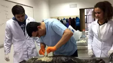 Antalya'daki Kaleiçi'nde Bulunan Müzeye Konulacak Yavru Fokun Ölüm Nedeni Araştırıldı